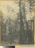 阿里山萬歲山扁柏林藏品圖，第3張